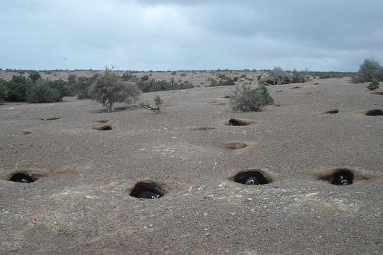 Die Pinguinhoehlen sind alle besetzt mit bruetenden Vaetern oder Muettern.