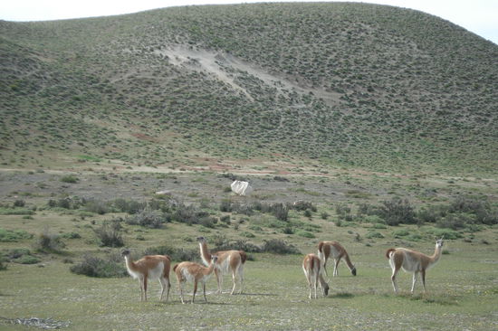 Viele Guanakos grasen im Nationalpark und sind ganz aus der Naehe zu beobachten.