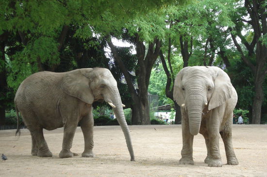 Samstagnachmittags mit Pablo im Zoo von Buenos Aires!