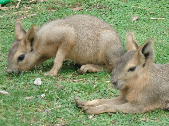 Patagonischer Mara. Sieht ein bisschen aus wie ein Hase, ist aber keiner! 