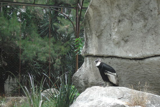Ein Kondor. Leider habe ich auf meiner Reise durch Argentinien sonst keinen am Himmel entdecken koennen.