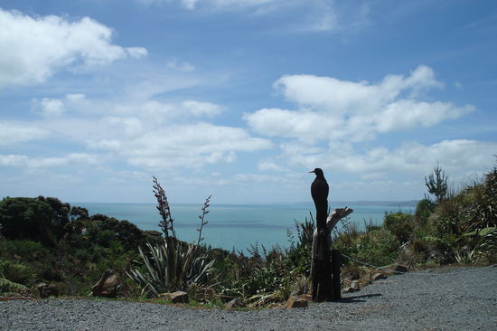 Raglan, Neuseelands Surferort Nummer 1. Jack Johnson verbringt angeblich 6 Monate im Jahr hier in Raglan.