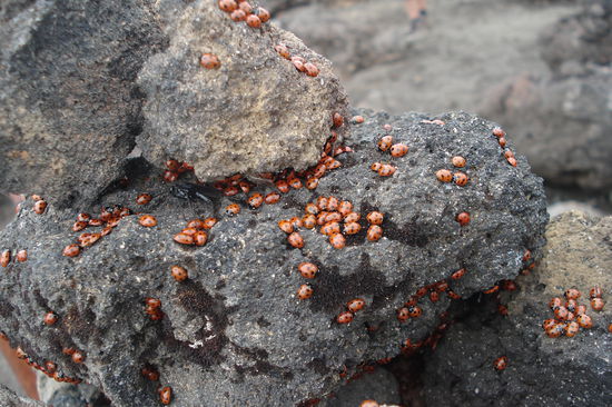 Ganz viele Marienkaefer findet man auf dem hoechsten Punkt des Vulkankraters - warum auch immer! 