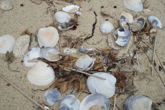 Ganz viele Muscheln im Abel Tasman Nationalpark. Es gab auch einige zum Abendessen  Allerdings "nur" Miesmuscheln.