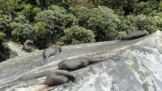 Seeloewen Kolonie im Milford Sound.