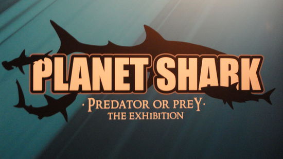 Ausstellung zu Australiens beruehmt beruechtigten Haien!!