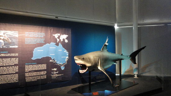 Ohoh...ein weisser Hai!!