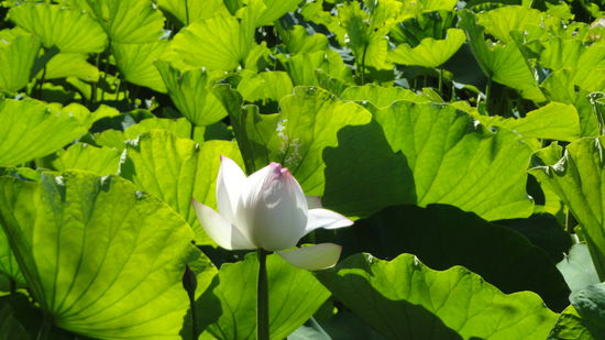 Im Botanischen Garten