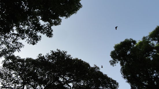 Jede Menge Fledermaeuse kreisten abends dann ueber uns am Himmel!