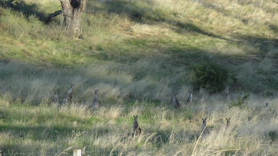 Hunderte von Kaengurus 10 Minuten von Julies Haus enfernt 