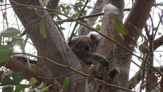 schon suess diese Koalas! 