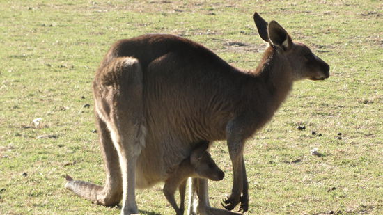 ohhh wie niedlich...Kaengurumama und Kaengurubaby 