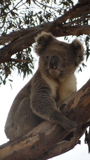 Wieder mal ein suesser Koala...