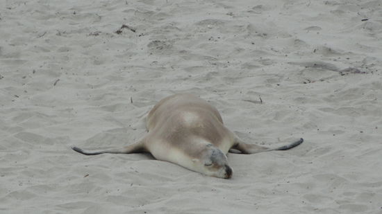 Ganze viele Seehunde am Strand!!! 