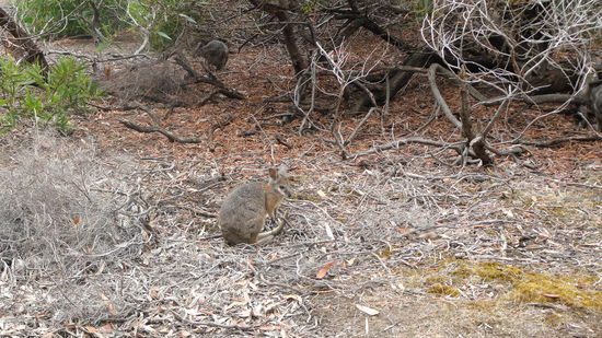 Ein Wallibi hier auf dem Bild. Es ist etwas kleiner als das Kaenguru und hat auch nicht so einen langen Schwanz.