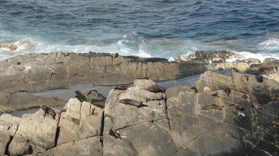 Hier auch wieder ganz viele Seehunde auf den Felsen.