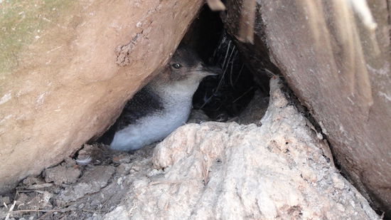 Ein kleiner Pinguin in einer Hoehle am Strand.