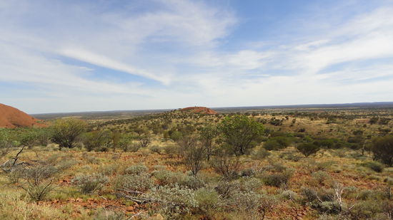 Aufgrund des vielen Regens ist das Outback derzeit ziemlich gruen. Es hat wohl seit 100 Jahren nicht mehr so viel geregnet.