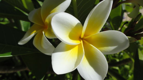 Im Garten bei meiner Couchsurfing Familie in Perth...