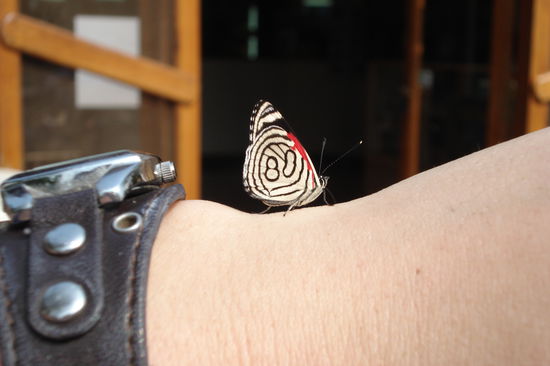 Schmetterlinge in allen Farben und Groessen. Einige haben sich sogar auf die Hand gesetzt. 