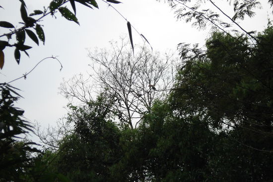 Ein Tucan auf dem Baum im Hintergrund. Leider sind sie etwas kamerascheu.
