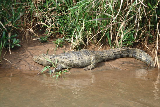 Ein Kaiman beim Sonnen