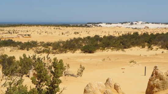 Im Hintergrund befindet sich eine der vielen Sandduenen Westaustraliens.