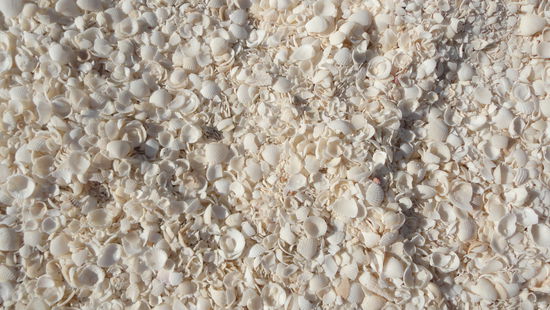 Muschelstrand am Shell Beach.