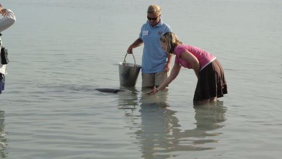 Delfin "Sonic" wird gerade von mir persoenlich gefuettert! 