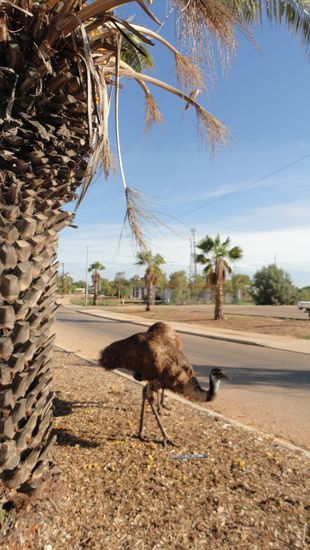 Ein herumstreunender Emu 