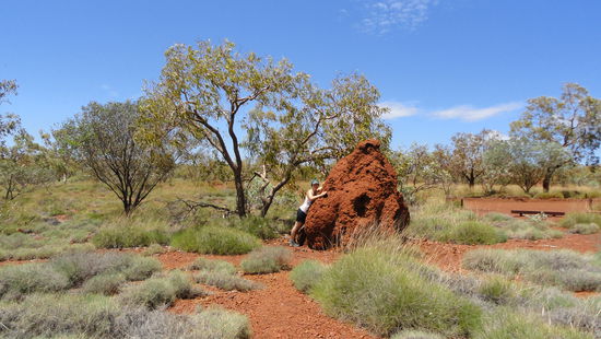 Einer von zahlreichen Termitenhuegel im NP.