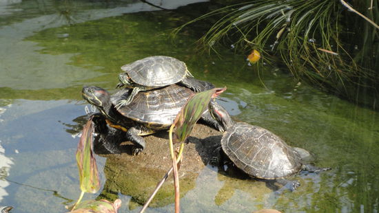 Erst dachte ich, die Schildkroeten im Park waeren aus Stein und gar nicht echt...waren sie aber dann doch. 