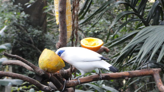 Im Vogelpark (Hong Kong Park).