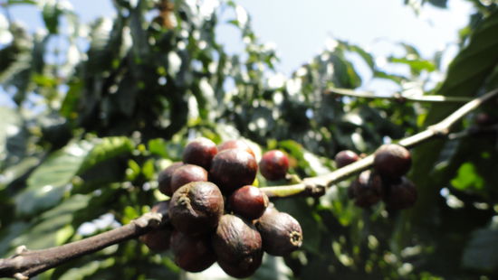 Kaffeeplantage. Vietnam ist momentan nach Brasilien der groesste Kaffeeexporteur der Welt. Das beschert den vietnamesischen Bauern ein hohes jaehrliches Einkommen von bis zu 30.000 US Dollar. Fuer die aermlichen Verhaeltnisse hier ein Vermoegen.