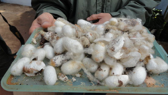 In der Seidenspinnerei...Hier auf dem Bild Seidenkokons.