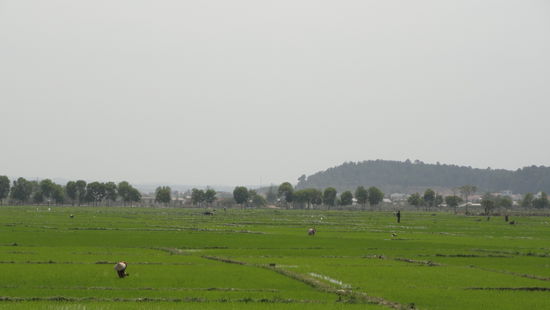 Reisfelder praegen die Landschaft Vietnams.