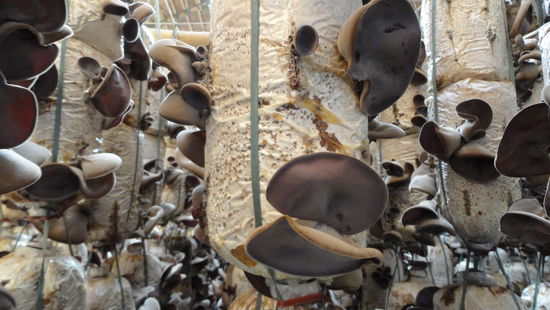 Auf einer Pilzplantage.