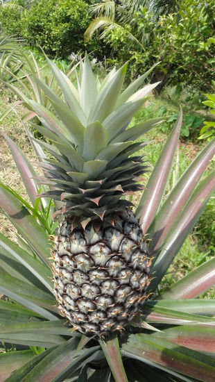 Auf der Obstplantage