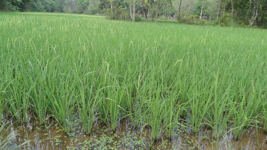 Reisanbau in der Anlage.