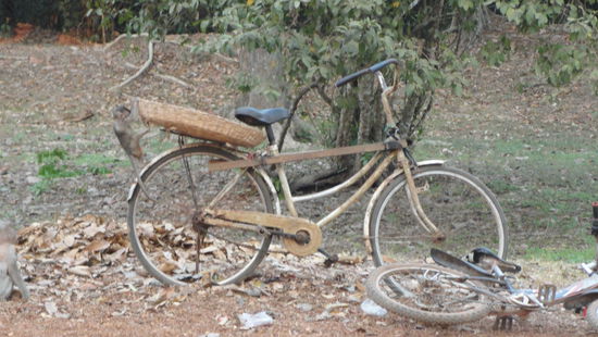 Ein kleiner Affe, der auf das Fahrrad klettert...