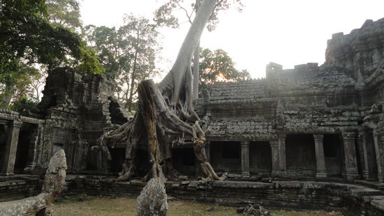 Maechtige Baeume und vorallem Wurzeln befinden sich in einigen Tempeln und umschlingen Mauern und mehr...sehr beeindruckend!