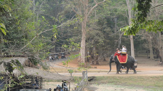 Neben Tuk Tuks, Motorbikes und Fahrraeder ist der Ritt mit einem Elefanten auch eine der zahlreichen Moeglichkeiten Angkors Tempelanlagen zu besichtigen.