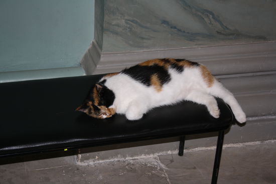 Kappa - genant Elisabeth eine angestellte Katze