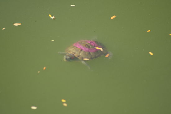 und dann sah ich doch eine, eine kleine aber eine Schildkröte, die lebendig war.