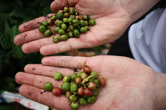 so sehen sie aus die kleinen Kaffeebohnen.
