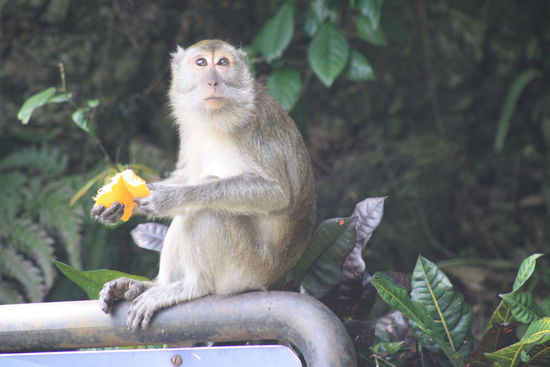 Eigentlich sollte es hier von Affen nur so wimmeln. Ich sah nur einen.