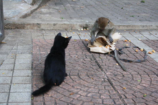 Das war mein Popkorn. Betonung auf war. Jetzt gehört es dem Affen. Später fande er die Katze interessanter.