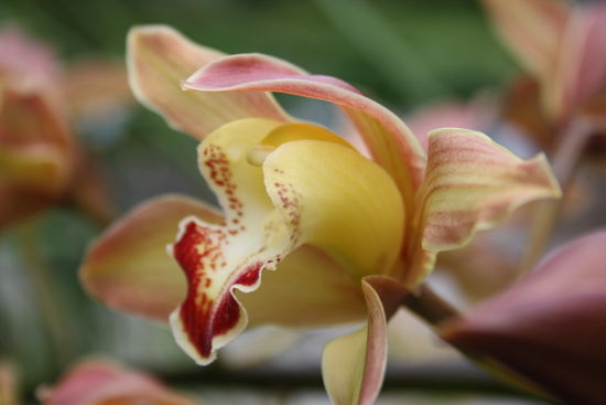 Orchideen mit einem Ausmaß, die nicht mehr in einen Topf passen.