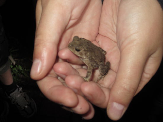 Eine kleine Kröte traute sich dann doch raus.