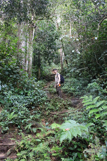 Alex lost in the jungle.
